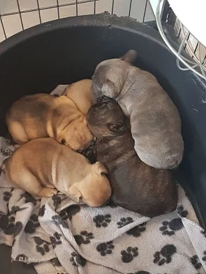 Francouzský buldoček, štěně