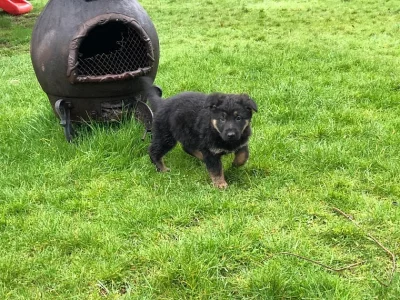 Německý ovčák - štěně s PP