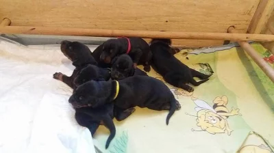 Dobrman - štěňata s PP