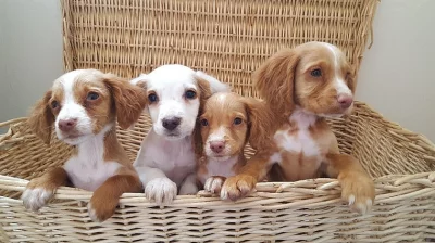 Ready Now Kc Cocker Spaniels Černá se zelenými očima