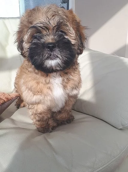 Roztomilý Shihpoo pouze pro stud