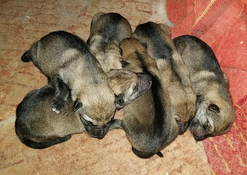 Československý vlčák s PP