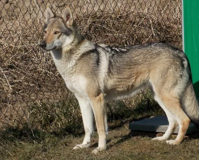 Československý vlčák s PP