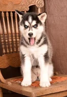 Čistokrvné šteniatka sibírsky husky