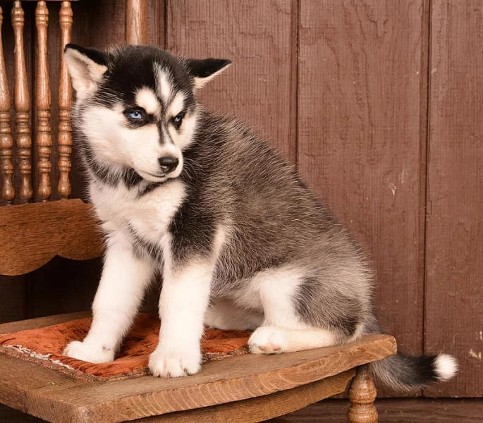 Čistokrvné šteniatka sibírsky husky