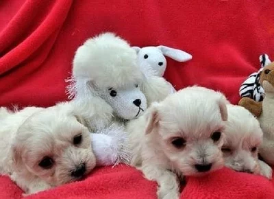 Maltézský psík s PP