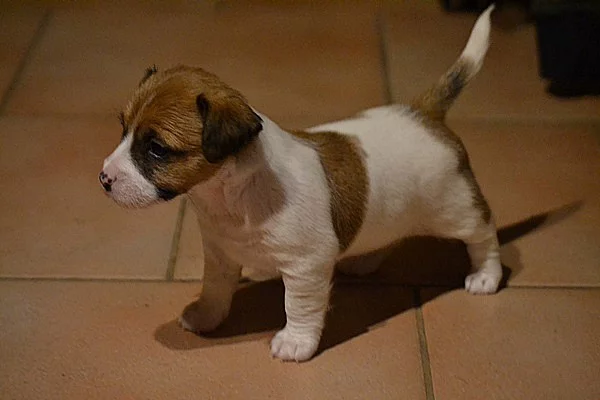 Jack Russell Terrier