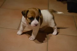 Jack Russell Terrier
