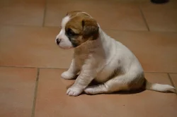Jack Russell Terrier