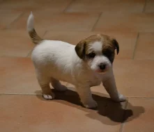Jack Russell Terrier