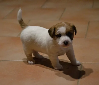 Jack Russell Terrier