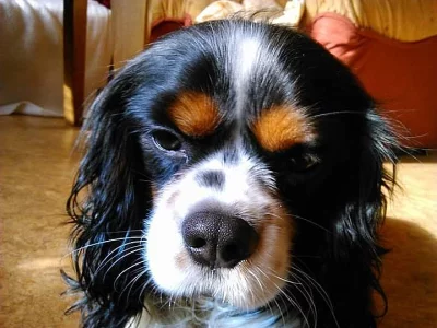 Pes ke krytí- Kavalír King Charles spaniel