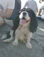 Pes ke krytí- Kavalír King Charles spaniel