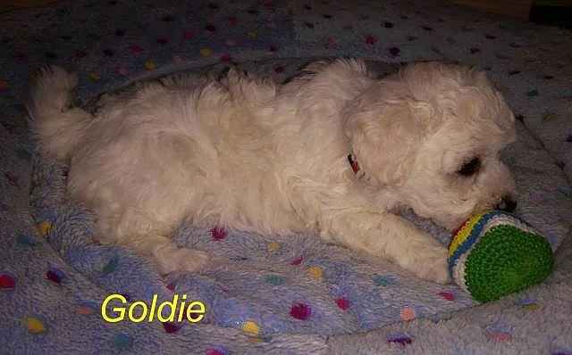 Bišonek nabídka štěňátek