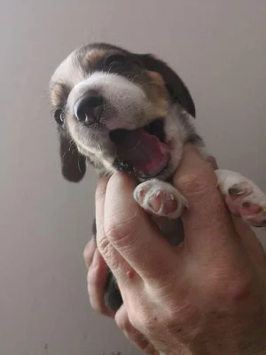 Bígl - štěňátka