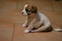 Jack Russell Terrier