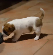Jack Russell Terrier