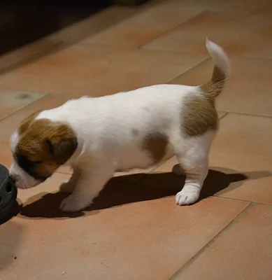 Jack Russell Terrier