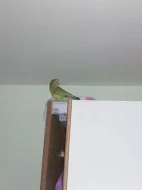 Kakariky a papoušek zpěvavý