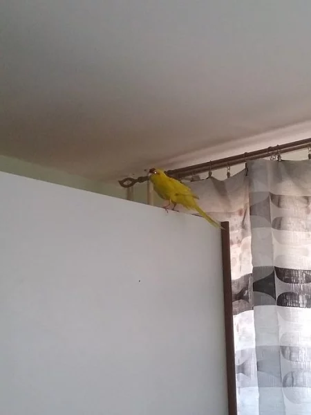 Kakariky a papoušek zpěvavý