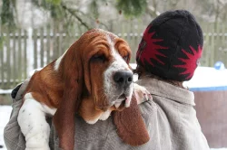 Basset Hound