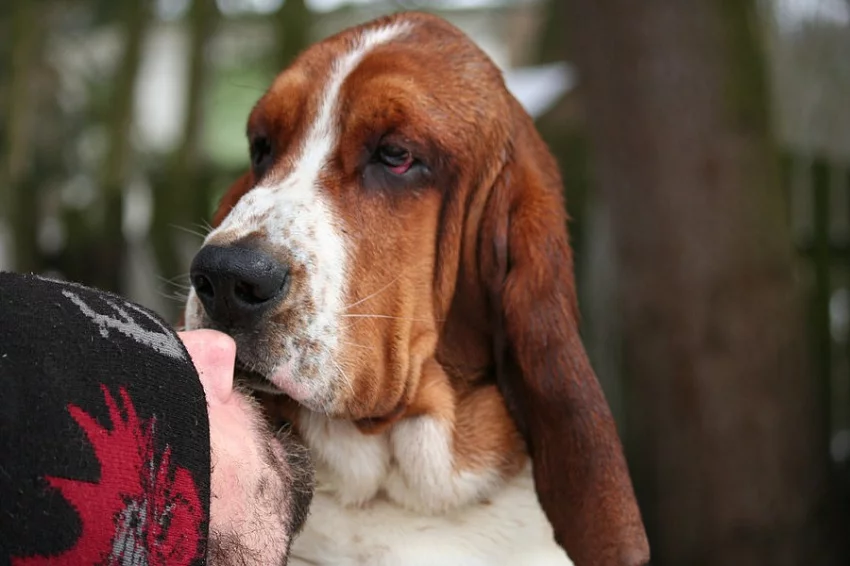 Basset Hound