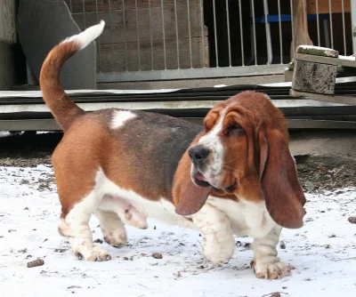 Basset Hound
