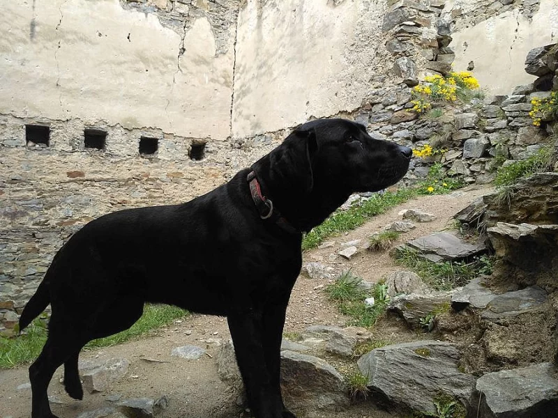 Labrador/Ridgeback štěňata