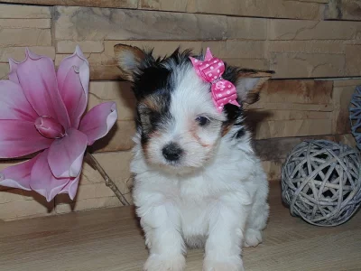 Biewer, Golddust yorkshire terrier s PP