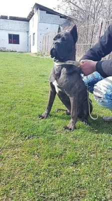 Cane Corso TOP Muško štene!