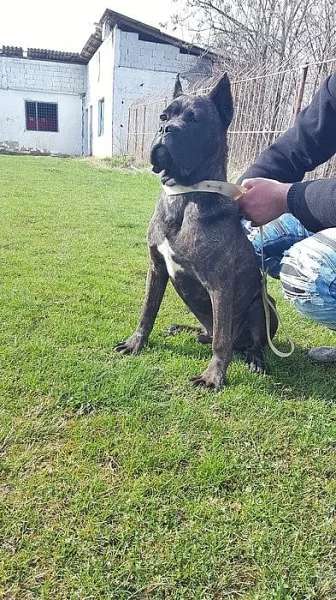 Cane Corso TOP Muško štene!