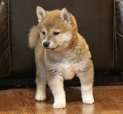 Shiba-Inu štěňata s pp na prodej
