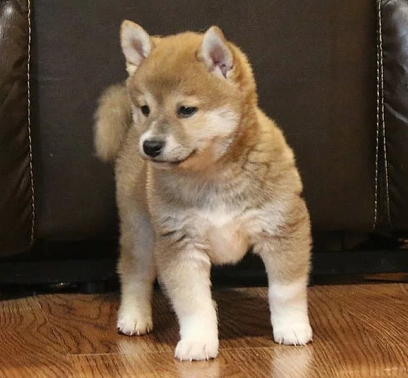 Shiba-Inu štěňata s pp na prodej