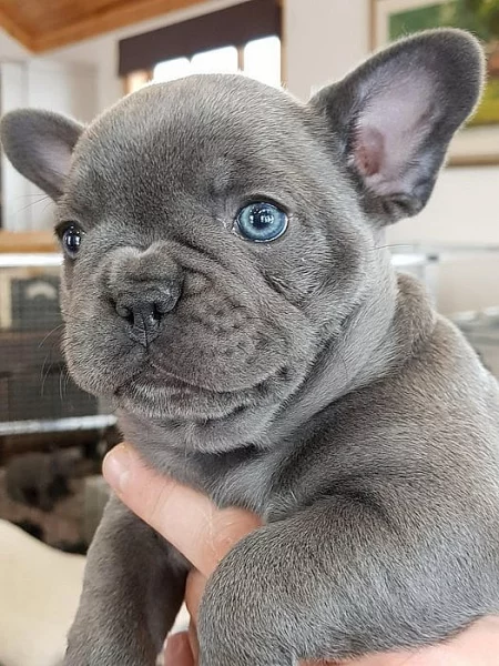 Francouzský buldoček na prodej bez PP