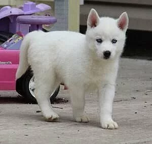 Sibiřský husky na prodej s PP