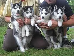 POMSKY Mischlinge Hybrid
