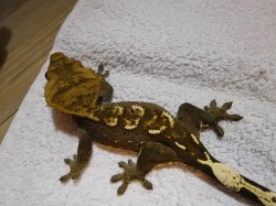 Pagekon řasnatý - Rhacodactylus ciliatus