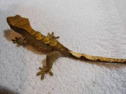 Pagekon řasnatý - Rhacodactylus ciliatus