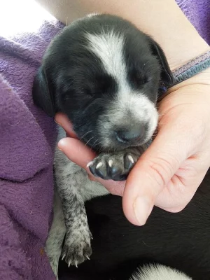 Štěňátka NK ohaře s křížencem