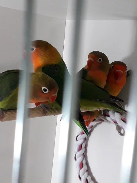 Agapornis ficherův