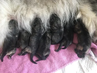 Prodej - štěňata německého špice vlčího - s PP