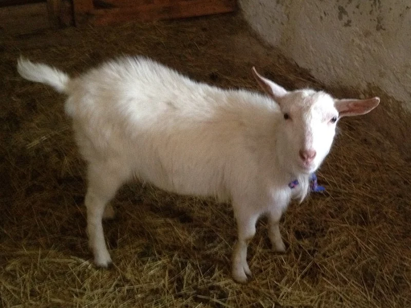 Roční bílý bezrohý kozel