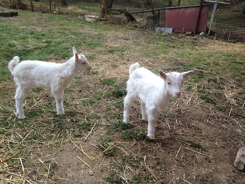 2 bílý kozlíci nar.18.3.2018