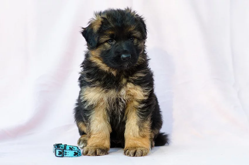 Německý ovčák - štěně pes s PP