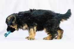 Německý ovčák - štěně pes s PP