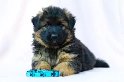 Německý ovčák - štěně pes s PP