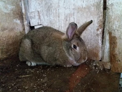 králík-samice