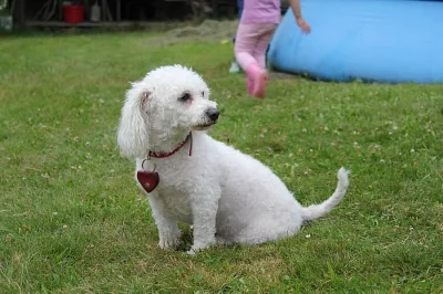 Daruji slečnu bišonka