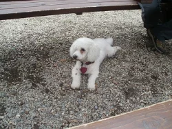 Daruji slečnu bišonka