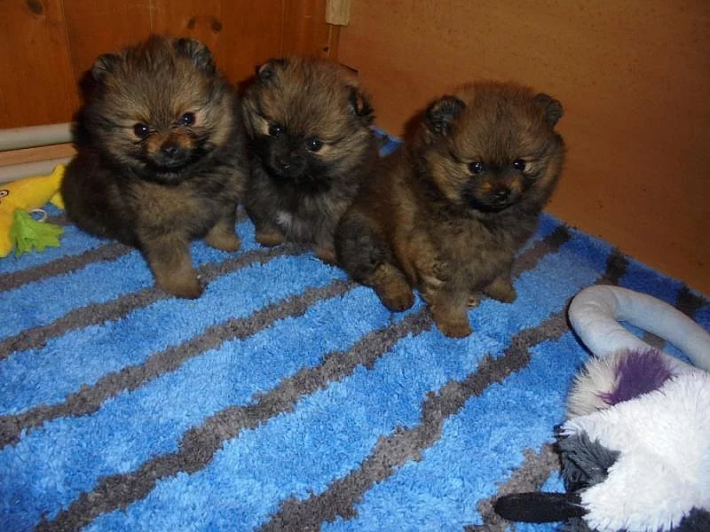 Německý špic malý